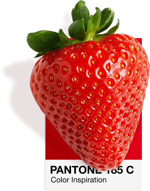 Erdbeere auf einer Pantone-185-C-Farbkarte, das Vatra-Rot